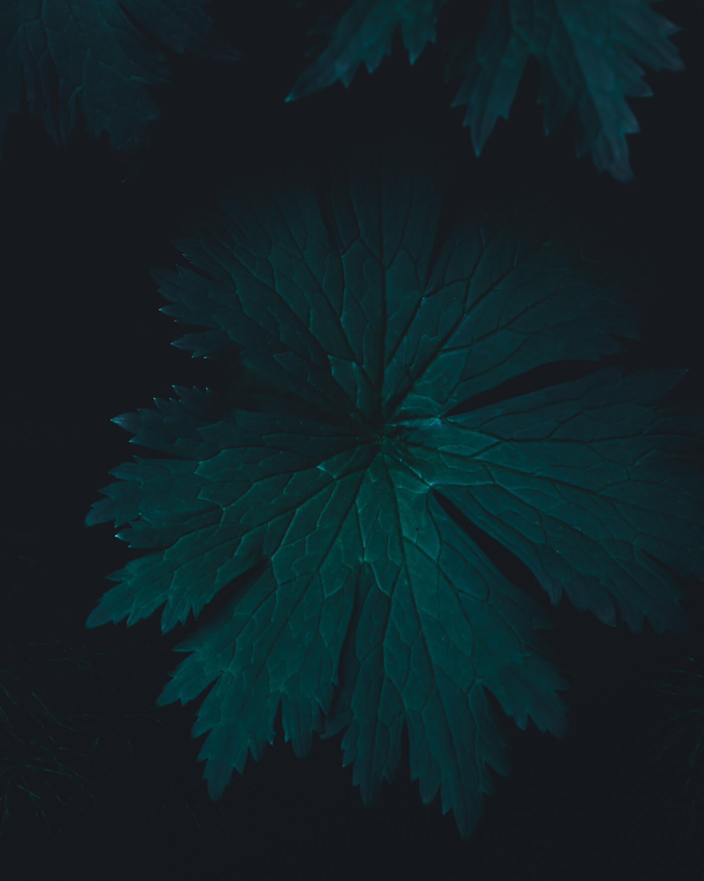 Dark leaves in forest of Fjord Norway